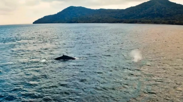 isla gorgona guapi 2