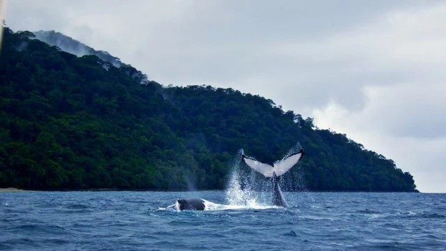 isla gorgona guapi 3