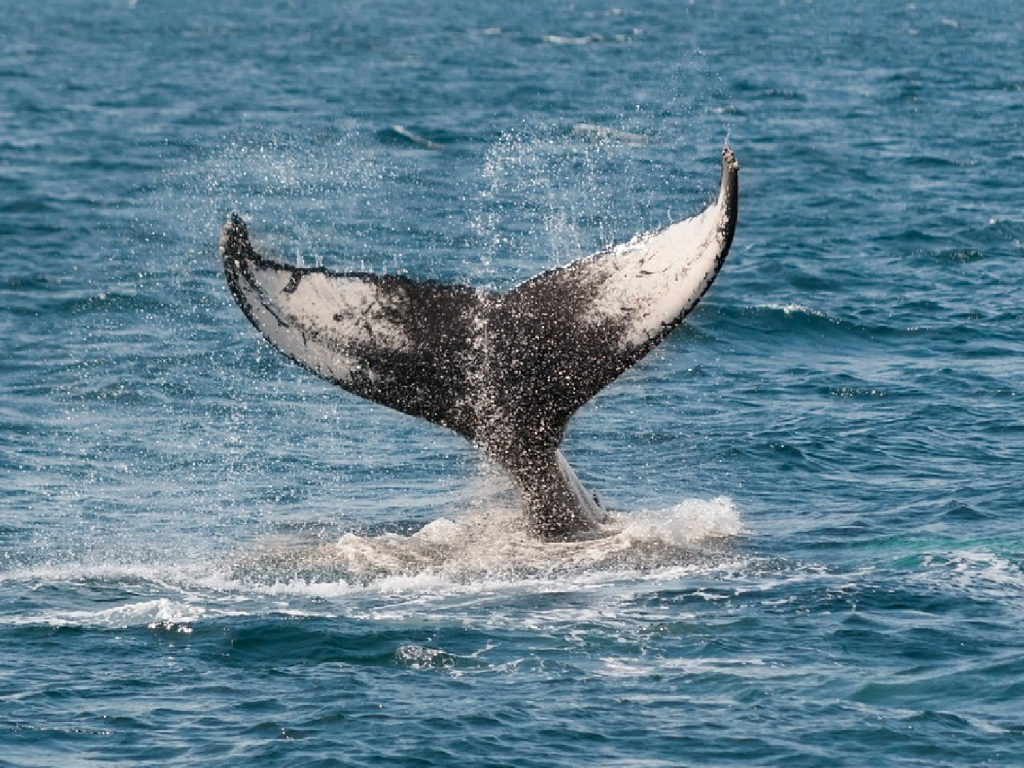 Ballenas en Gorgona