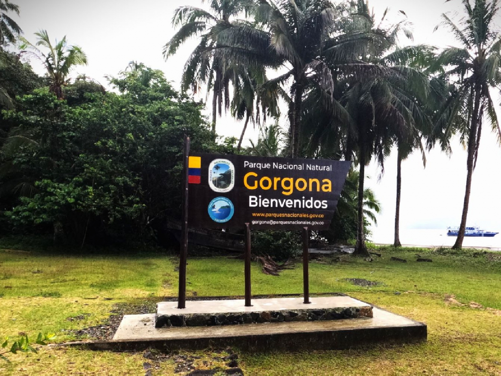 Gorgona