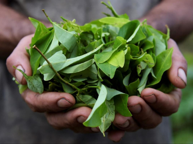 Hojas de coca