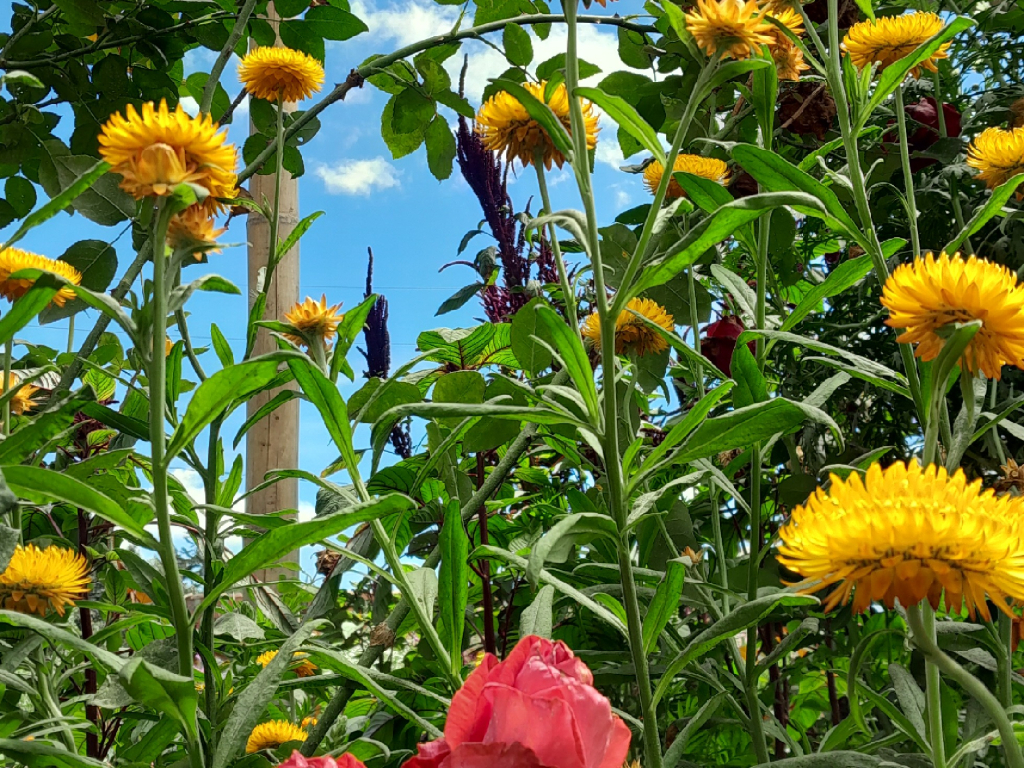 Jardín