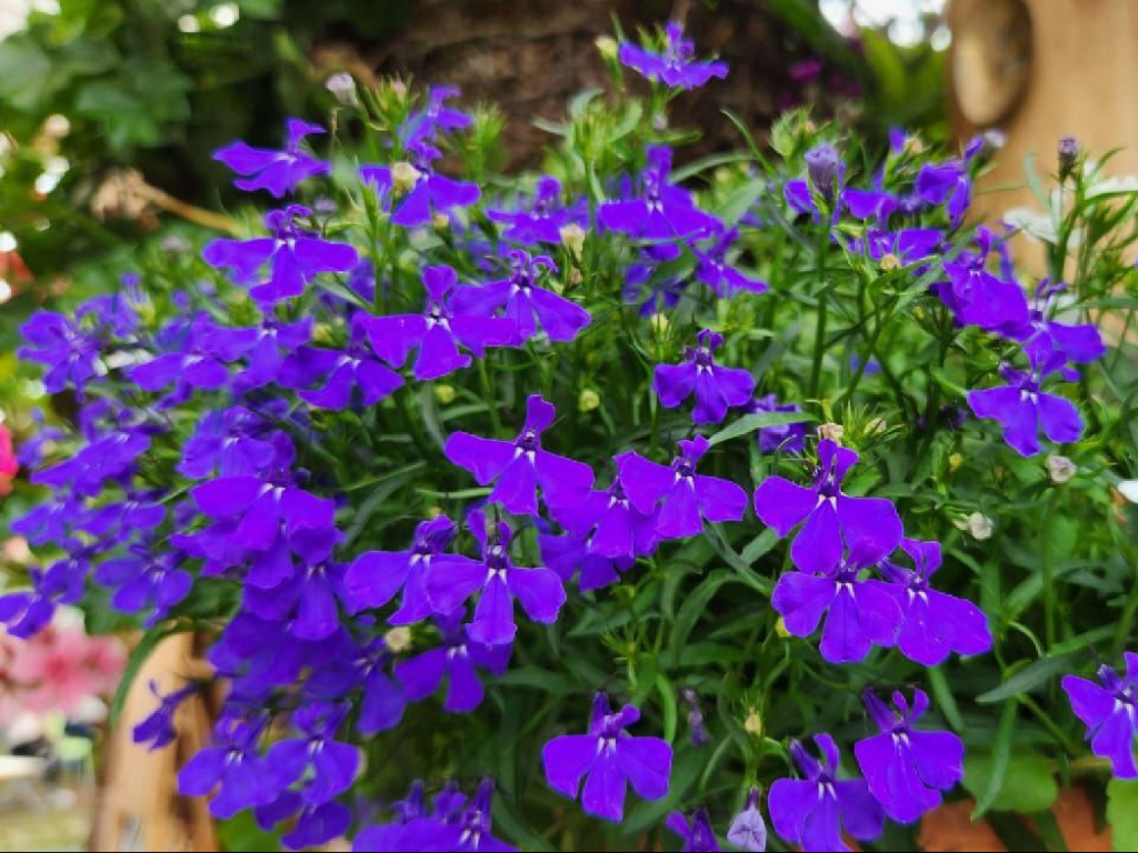 Lobelia 🌸
