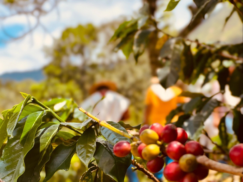 Aromas del Corazón
