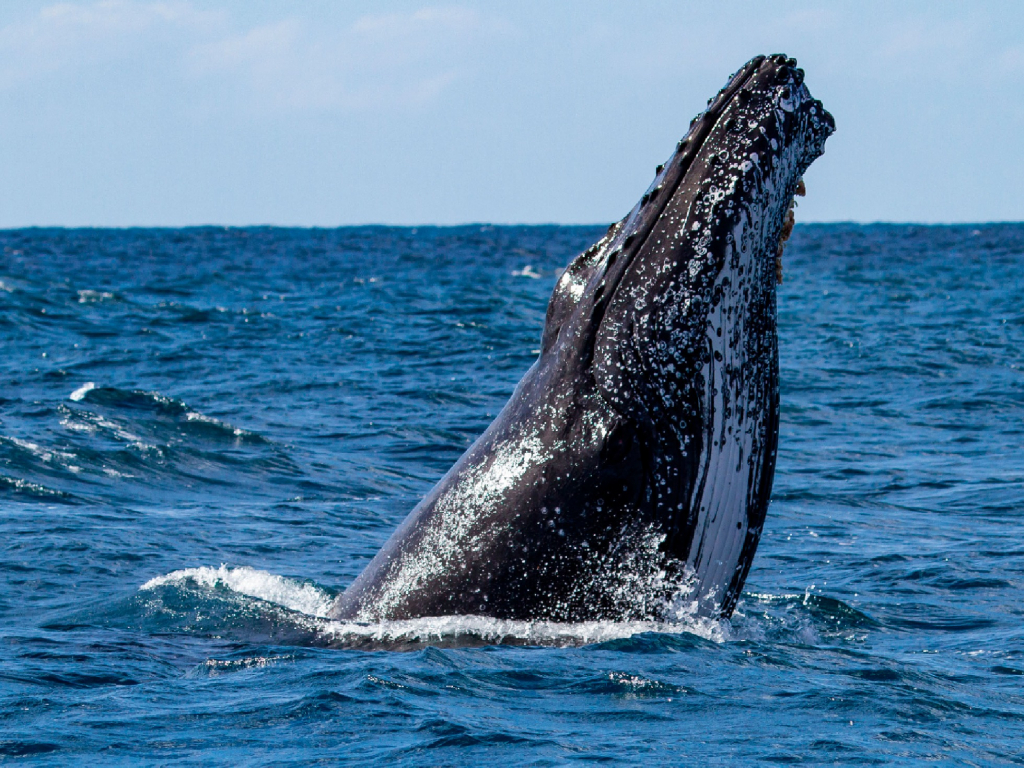 Experiencia Pacífico en Guapi con avistamiento de Ballenas en Gorgona