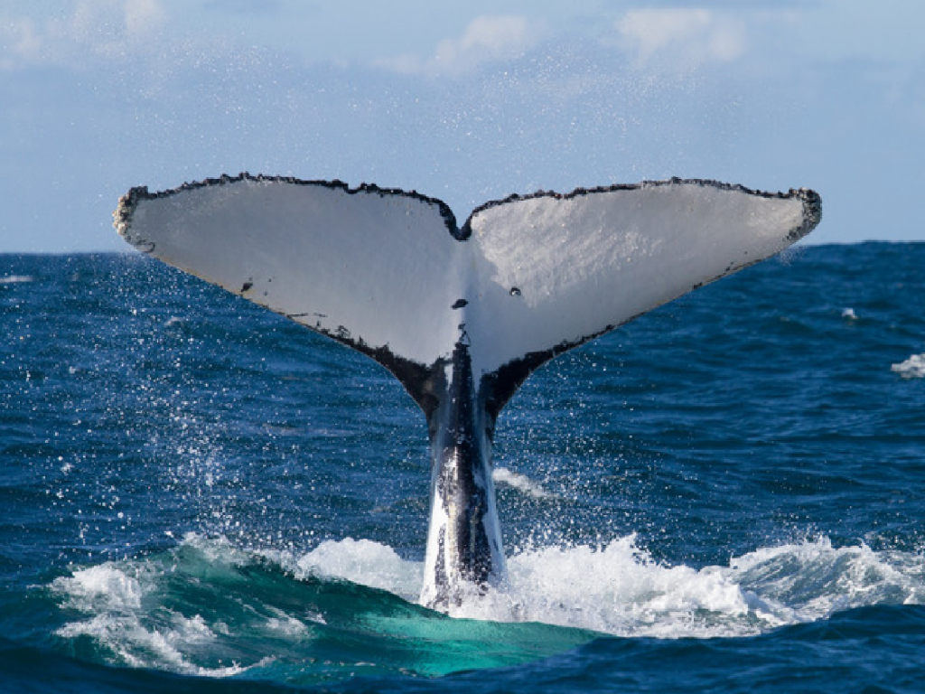 Pasadía Gorgona Encuentro con ballenas