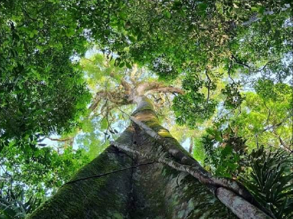 Selva Magica en Putumayo