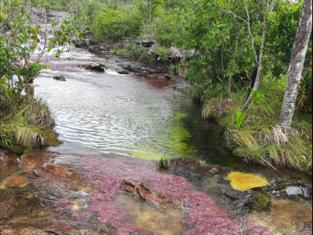 CAÑO CRISTALES ECOTOUR