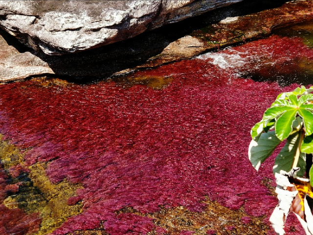 ¡Disfruta de Caño Cristales: El Arcoíris Líquido de Colombia!