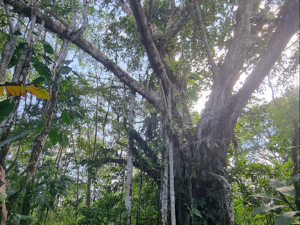 Arbol que camina