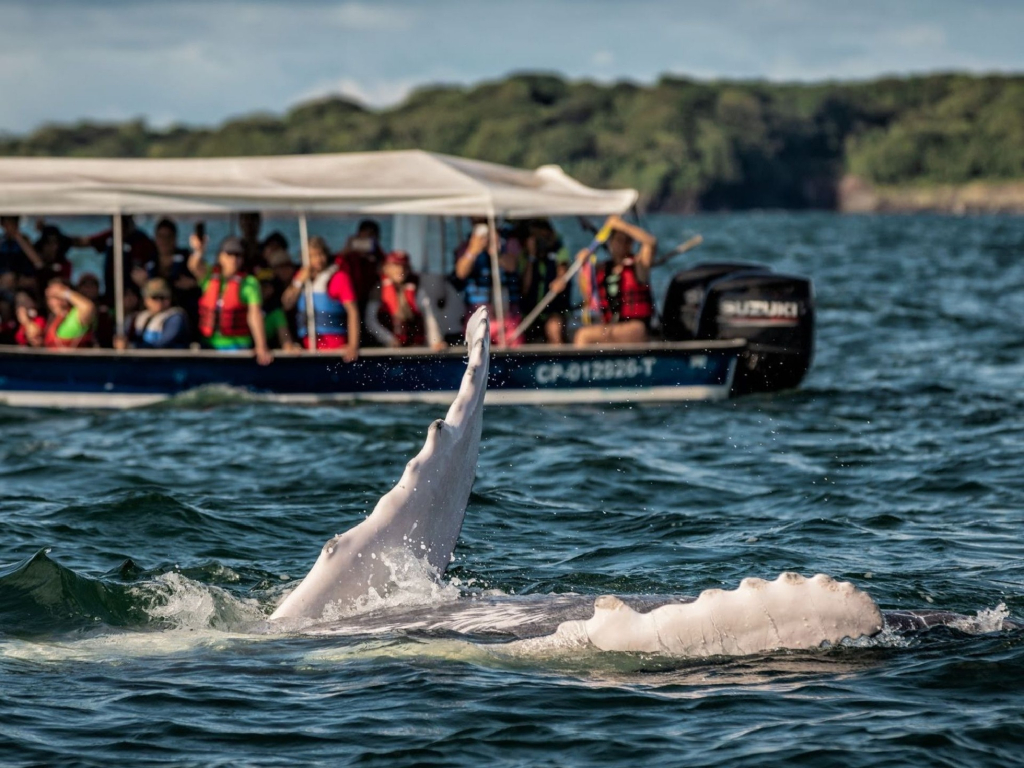 Nuqui - Avistamiento de Ballenas 5 DIAS