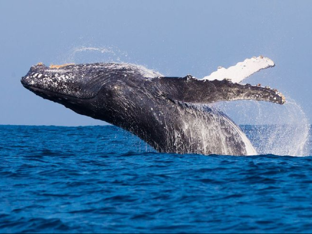 Nuqui - Avistamiento de Ballenas 5 DIAS
