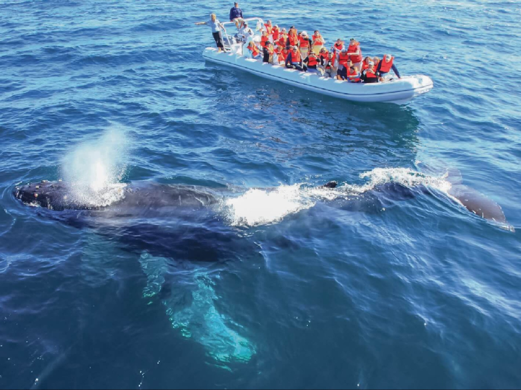 Nuqui - Avistamiento de Ballenas 5 DIAS