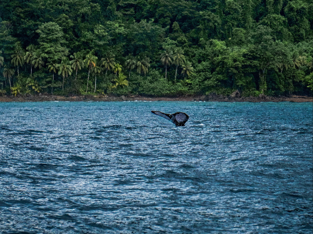 Bahía Solano Ballenas a la Vista 4 dias