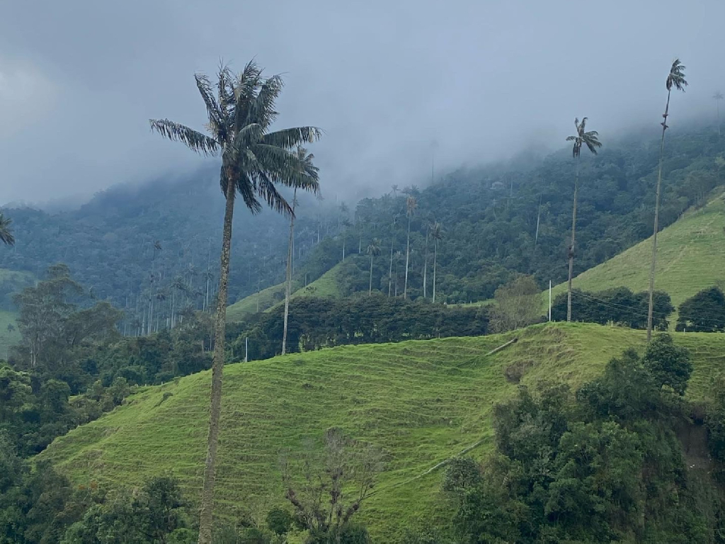 valle del Cocora