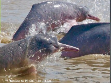 Avistamiento de delfines rosados de agua dulce en Puerto Rico - Meta