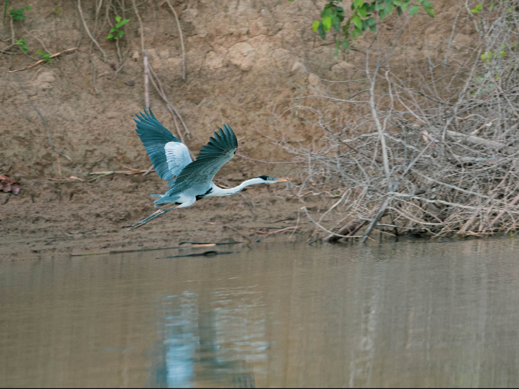 Navega el Río Ariari y descubre una parte del hogar de las toninas