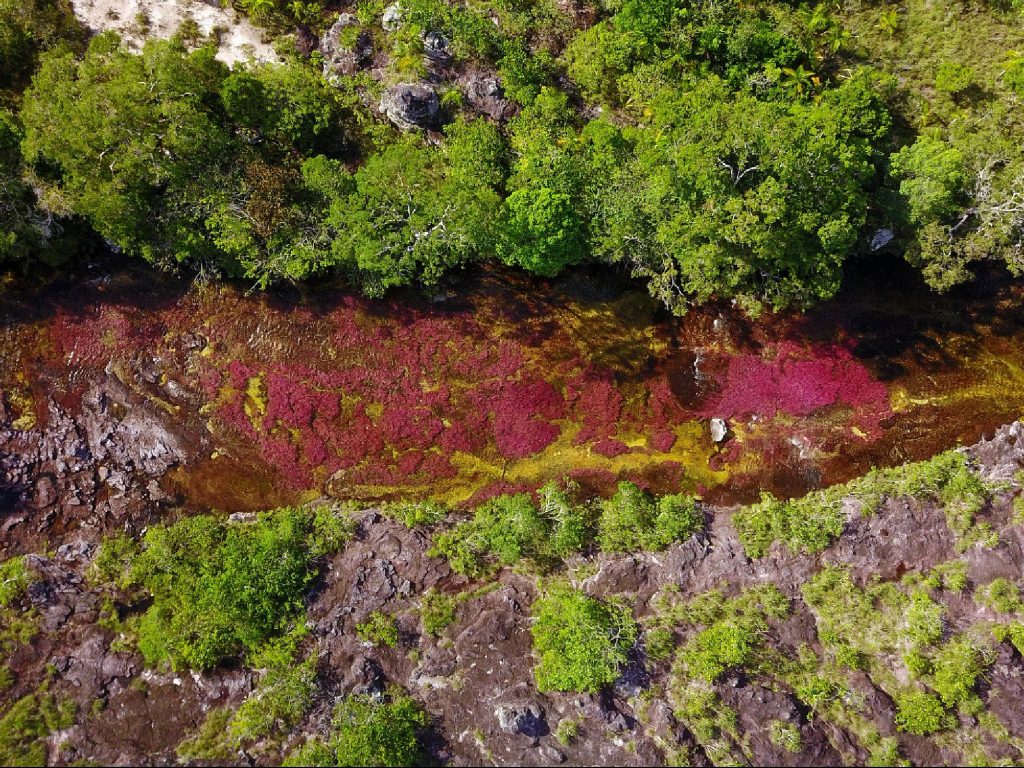 Conoce Caño Cristales de colores y Caño Cristales Selva