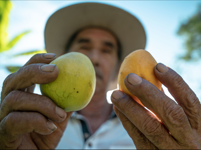 Ruta de la araza y la cocona finca agroturística LA FORTUNA