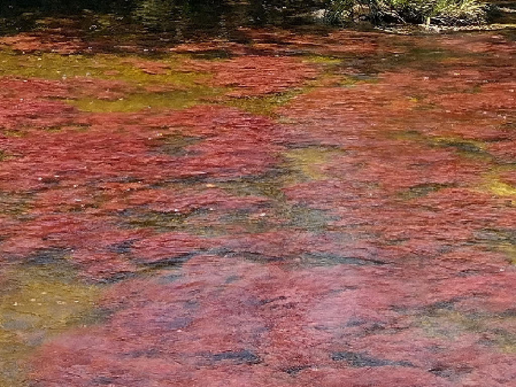 El tapete - Caño Cristales