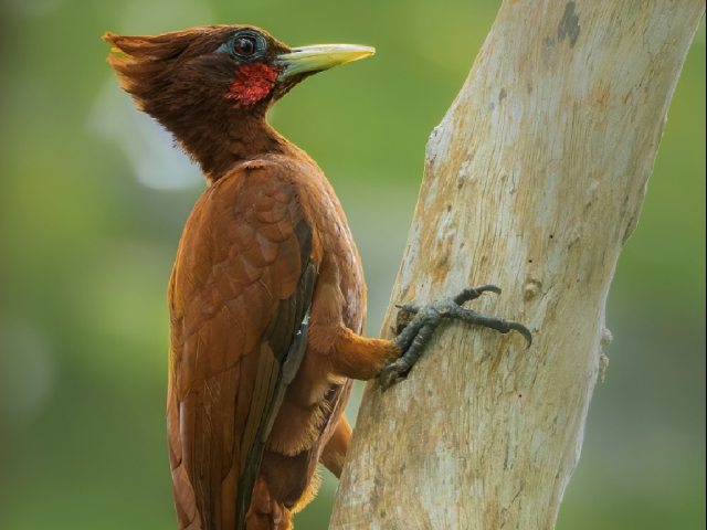 AMAZON´S BIRDS RESERVA NATURAL