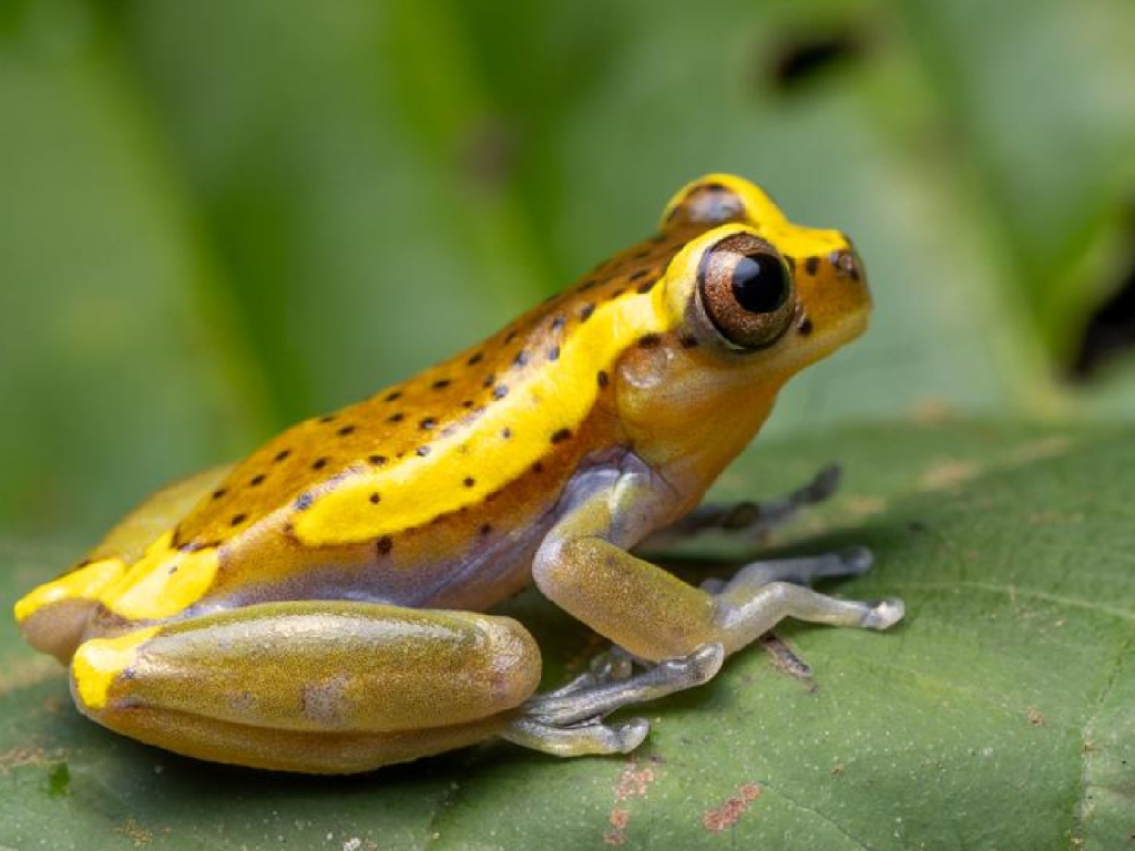 Herpetos rana endémica