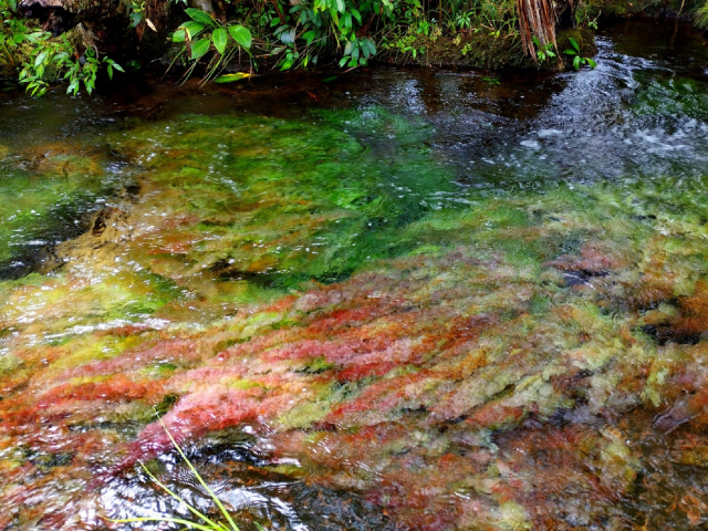 Tour Caño cristales