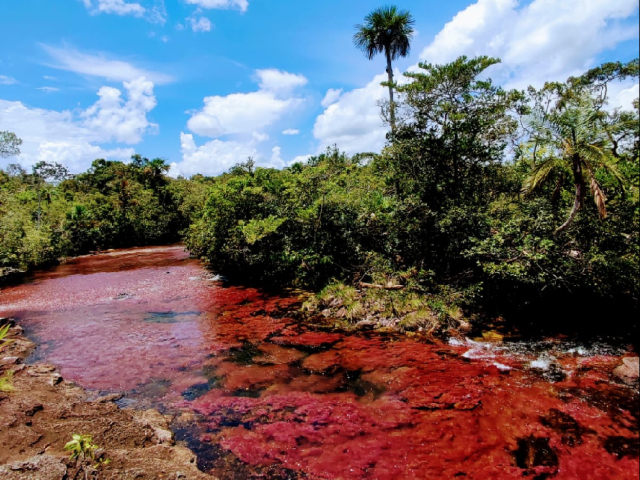 Tour Caño cristales