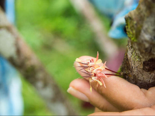 EN BUSCA DEL FRUTO PERDIDO DEL MONO ZOCAY