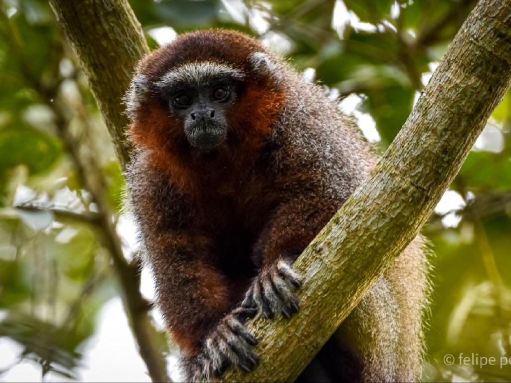 EN BUSCA DEL FRUTO PERDIDO DEL MONO ZOCAY