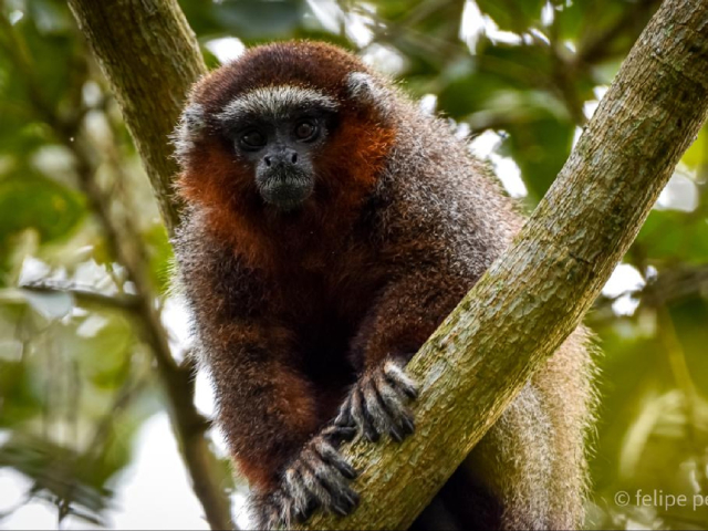 EN BUSCA DEL FRUTO PERDIDO DEL MONO ZOCAY