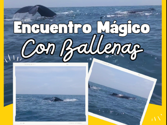 Encuentro Mágico con las ballenas