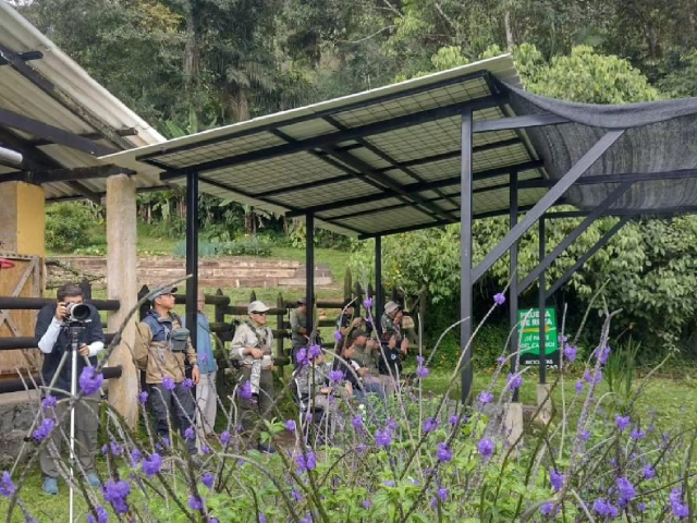 Aventura de Avistamiento de Aves en San Felipe Lodge, Paraíso Tropical del Hotspot Km 18
