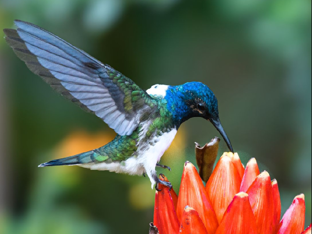 Aventura de Avistamiento de Aves en San Felipe Lodge, Paraíso Tropical del Hotspot Km 18