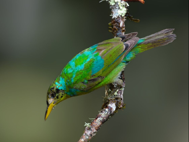 Aventura de Avistamiento de Aves en San Felipe Lodge, Paraíso Tropical del Hotspot Km 18