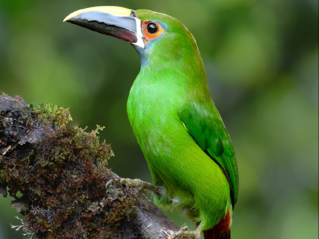 Aventura de Avistamiento de Aves en San Felipe Lodge, Paraíso Tropical del Hotspot Km 18