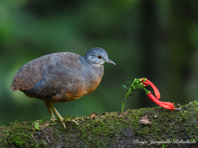 Aventura de Avistamiento de Aves en San Felipe Lodge, Paraíso Tropical del Hotspot Km 18
