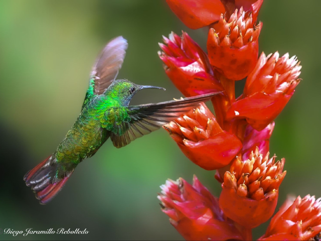 Aventura de Avistamiento de Aves en San Felipe Lodge, Paraíso Tropical del Hotspot Km 18