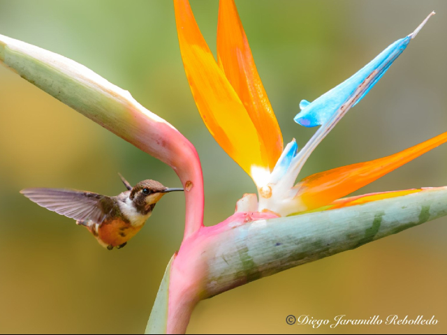 Aventura de Avistamiento de Aves en San Felipe Lodge, Paraíso Tropical del Hotspot Km 18