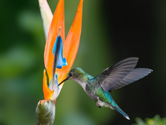 Aventura de Avistamiento de Aves en San Felipe Lodge, Paraíso Tropical del Hotspot Km 18