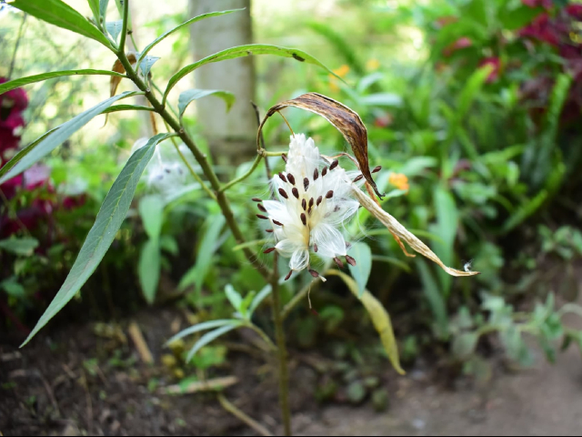 Senderos mágicos: Naturaleza y Fantasía