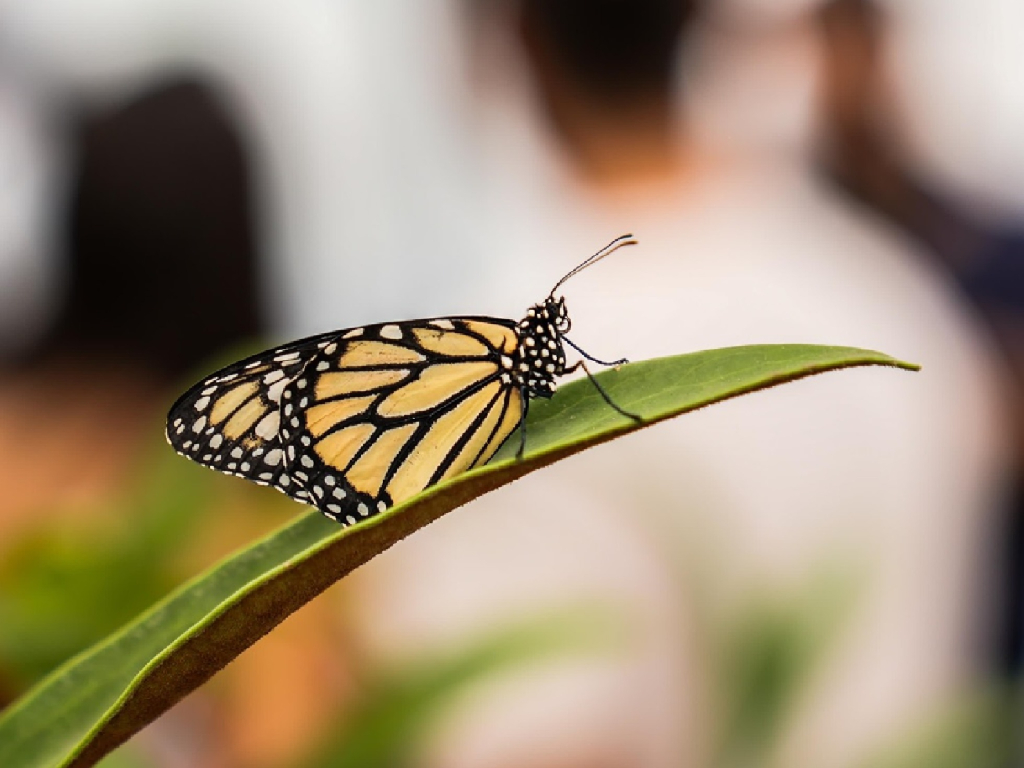 Pasadía experiencia de chef en el jardín en Cali