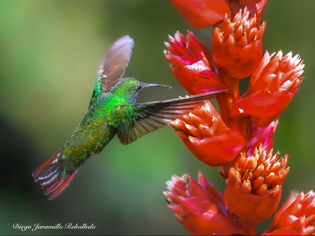 San Felipe Lodge. Birding & Wellness.