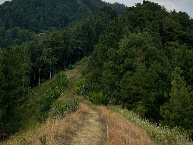 Bosque de pinos Cali