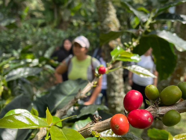 Tour del Café Felidia