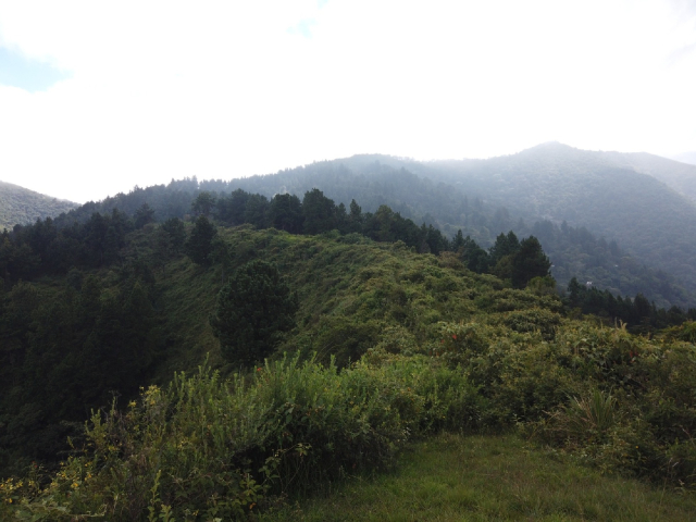 Vista al Bosque