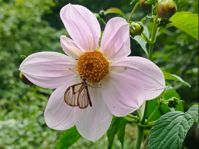 MARIPOSA CRISTAL