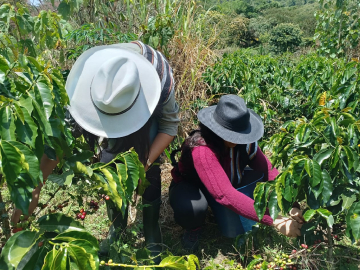 Tour explorando el café: senderos y sensaciones