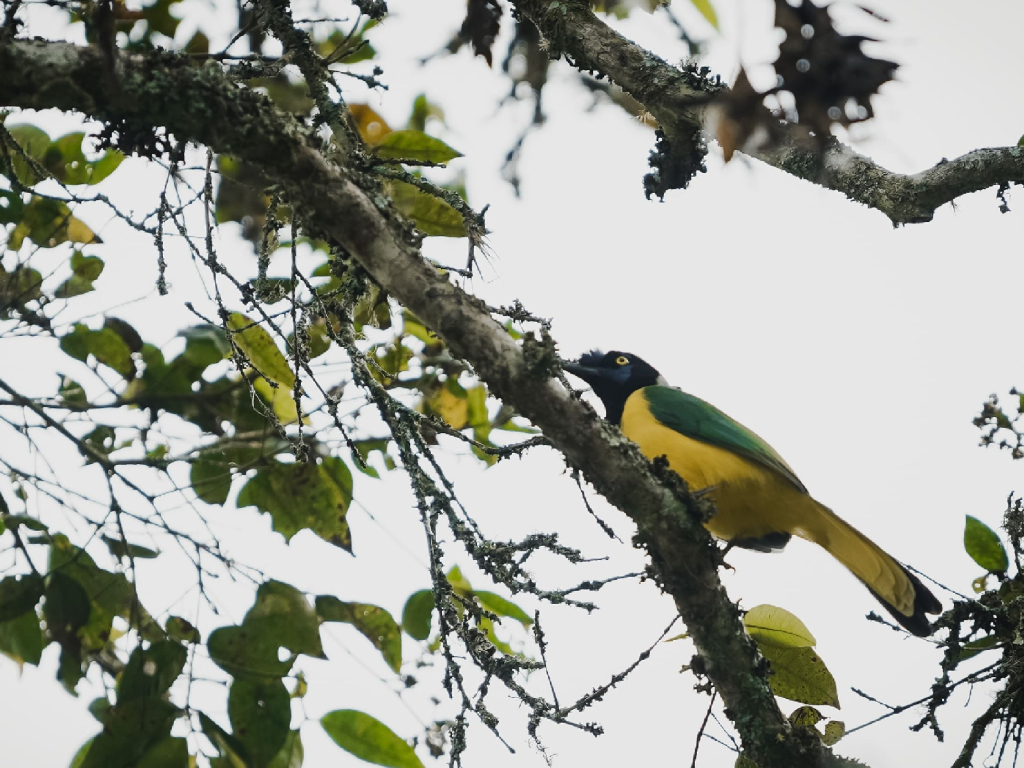 Skale Peregrino Ecolodge