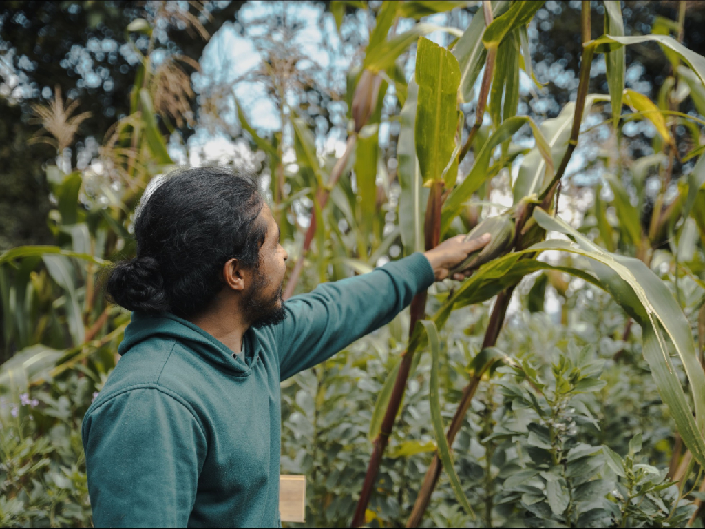 Alimentando Ando: el viaje de la semilla